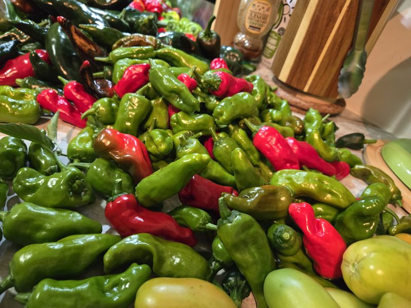 A heap of light-green mild frying peppers just picked from the garden