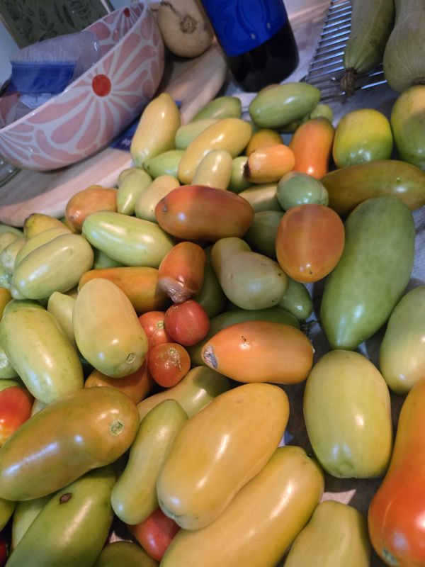 Paste tomatoes, mostly green, ripening indoors after the last harvest before frost