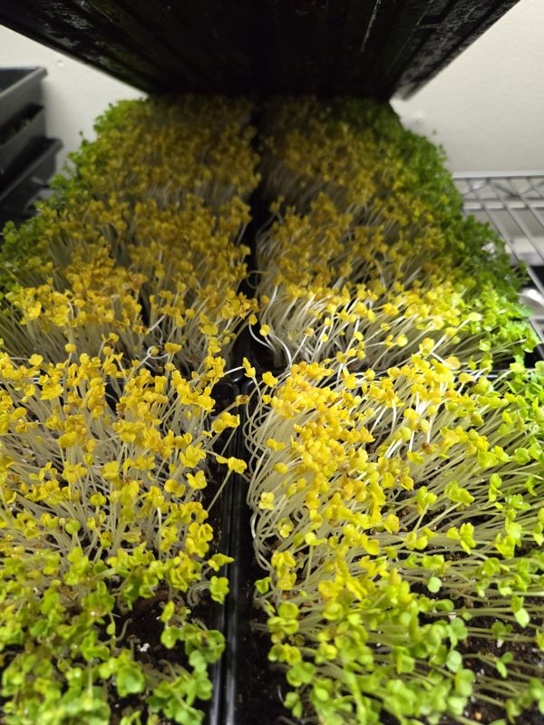 Two trays of pale yellow microgreens just out of blackout, beginning to turn green on a rack