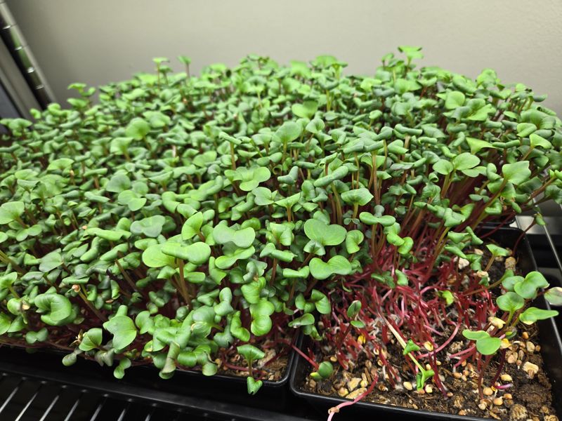 Full black trays of leafy green radish microgreens with red stems under grow lights