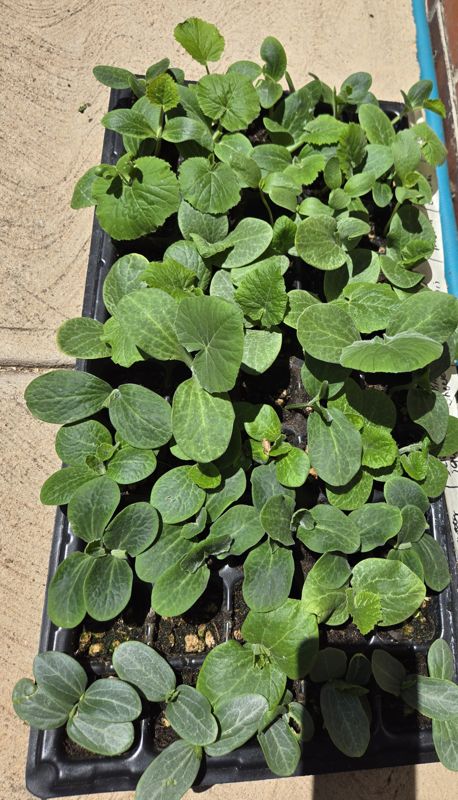 A cell tray of young squash seedlings with broad green leaves