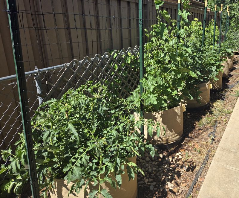 A row of tall tomato plants in fabric grow bags along a wire trellis and fence