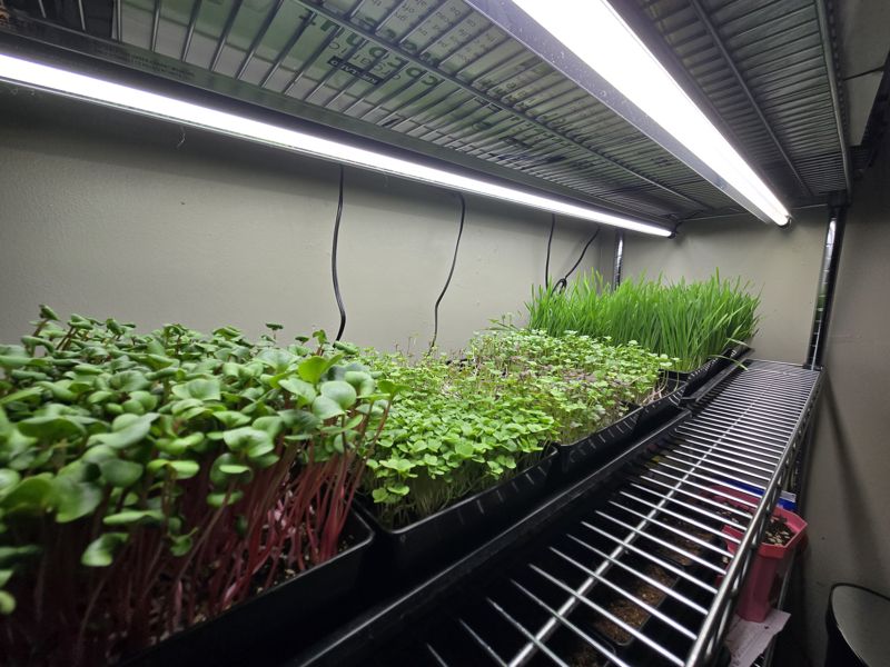 An indoor wire shelf under grow lights with trays of microgreens, radish, and wheatgrass