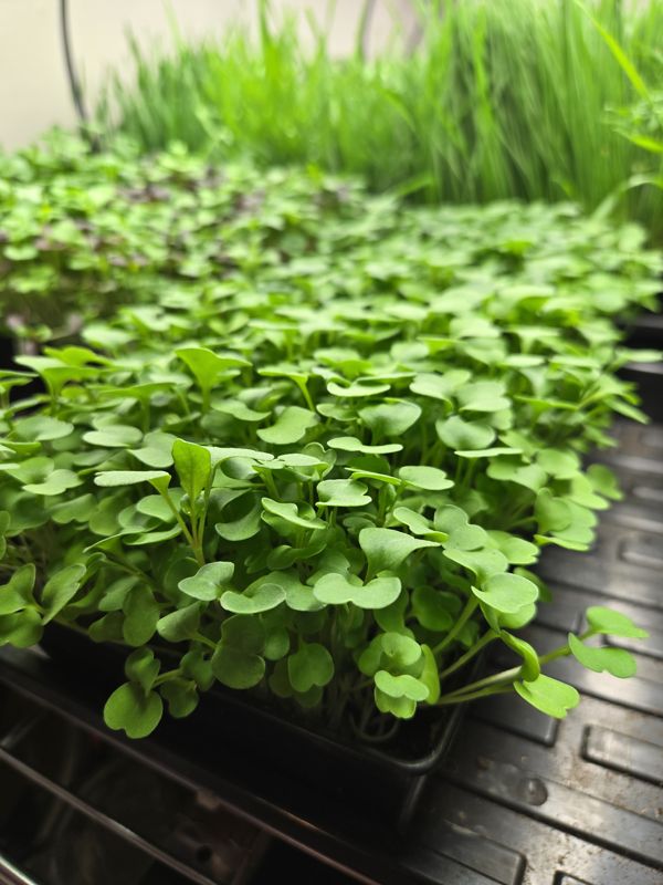 Close-up of a tray of bright green microgreens with wheatgrass in the background