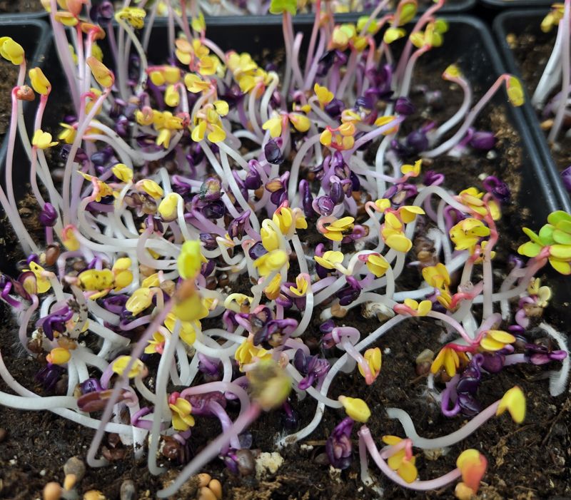Colorful radish sprouts with purple and white stems and yellow seed leaves in a tray