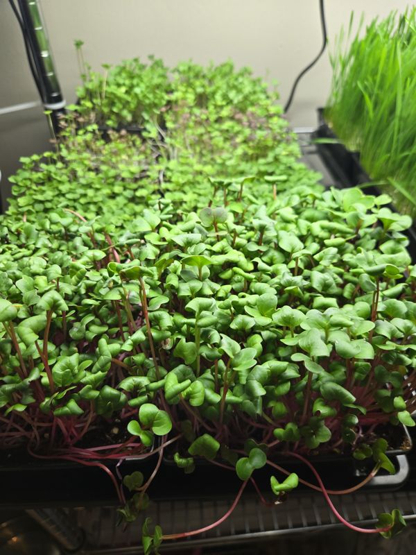 Trays of radish microgreens with red stems under grow lights, wheatgrass growing behind